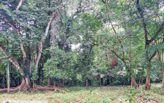 Lush Affordable Jungle Lot for Sale, Isla Colon, Bocas del Toro