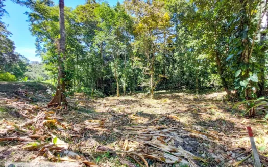 Affordable Jungle Lot for Sale – Eco-Community, Bocas del Toro