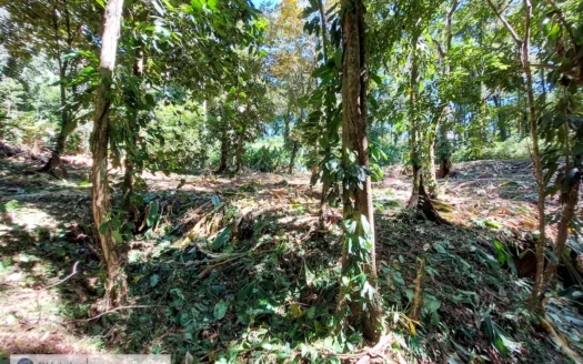 Land for Sale, Bocas del Toro – Near Town and Beaches
