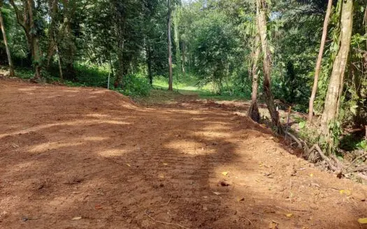 Affordable Jungle Lot Near Bocas del Toro Town, Tax Free Set Up