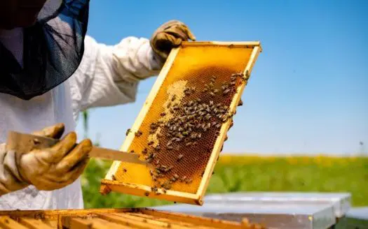 Beekeeping on your property