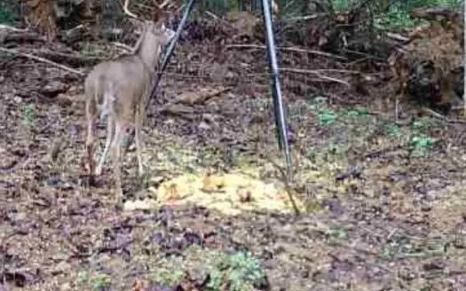 Pending Hunting and Recreational Land in Kentucky