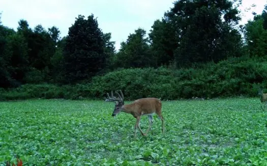 Quality Hunting Parcel, Qdm Area Shawano County Wi