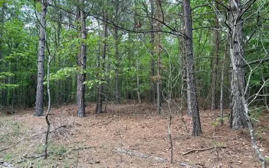 40 acres mol located just off of Wild Horse Trail in McCurtain, C