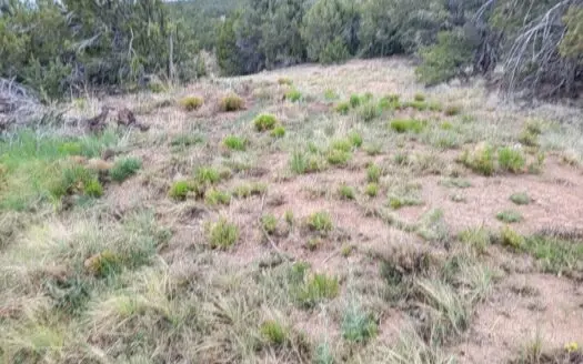 1.5-Acre Wooded Lot in Edgewood – Utilities & MHs OK