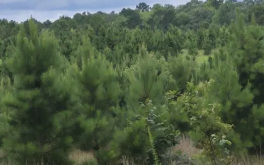 Recreational/Whitetail and hunting property with income producing