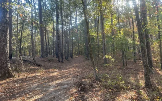 Wooded Lot Camp/Home Site Potential near Gurdon, AR for Sale