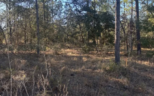 For Sale: 0.25-Acre Vacant Land in charming Dunnellon, Fl