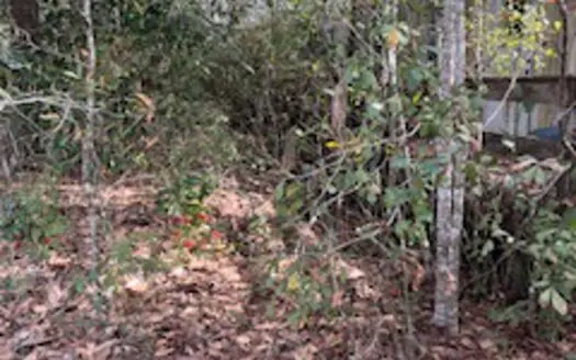 Land for Sale in Wacissa Florida