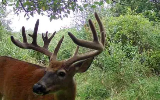 Driftless Trophy Whitetail Legacy Farm – Proven Big Buck Property