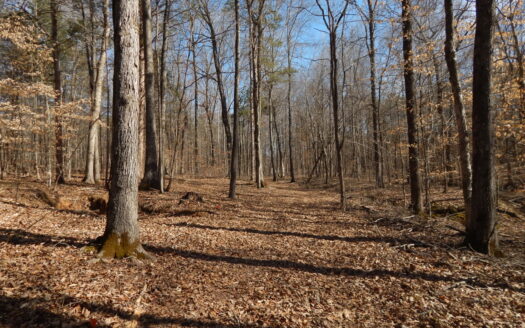 5.01 Acres of Private, Wooded Land in Tennessee!