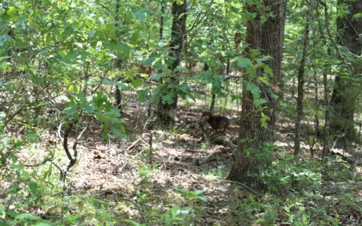 Lot 39 In Lakeshore Acres Gated Subdivision on Bull Shoals Lake