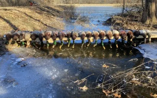 Waterfowl Property For Sale Lamar Mo