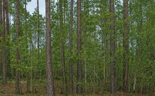 Owner Financing Available On 1.25 Acres