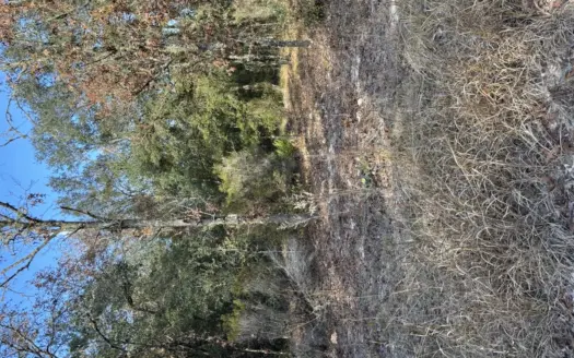 1.25 Acres in Bronson, Florida — Build Your Florida Dream