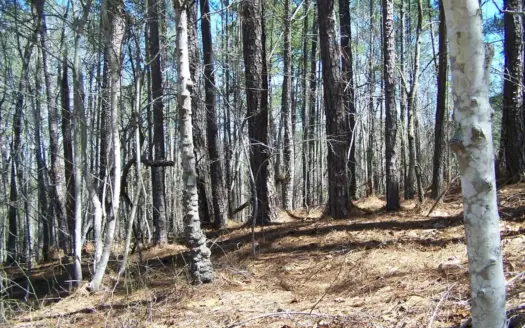 Five Wooded Lots Near Columbia, South Carolina