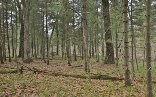 11.18-Acre Recreational Build Site & Hunting Land for Sale