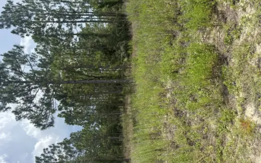 Design Your Future on a Beautiful 1‑Acre Homesite.