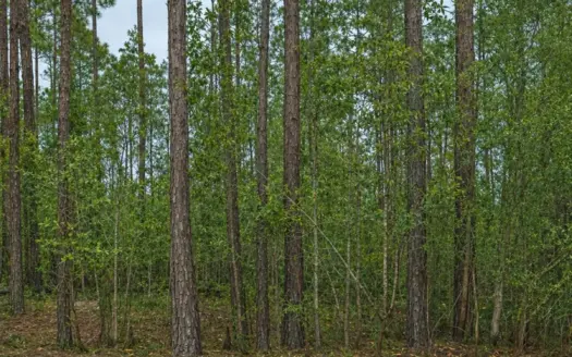 Owner Financing Available On 1.25 Acres
