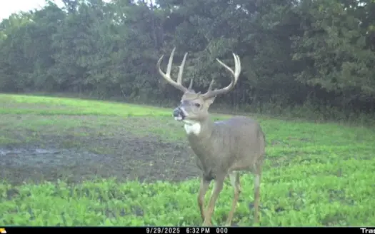 30-Acre Hunting & Camping Retreat with Food Plots, Well & RV Hook