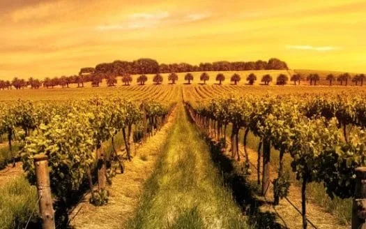 vineyard landscape at dusk
