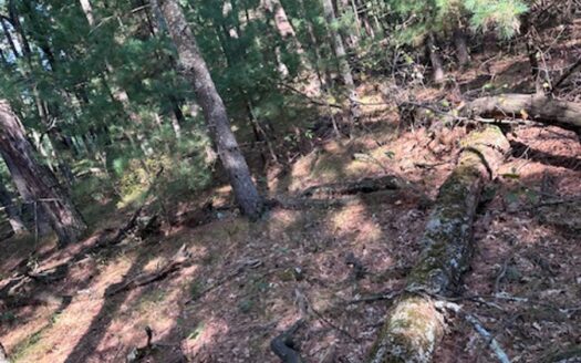 1/2 Acre Wooded Lot on Beautiful Northern Bay Golf Course