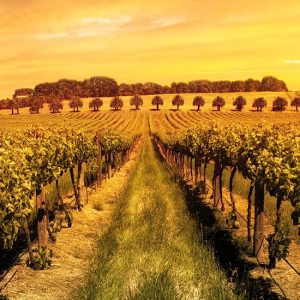 vineyard landscape at dusk