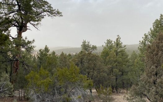 Secluded 2-Acre Wooded Lot in Edgewood, NM – Ponderosa Pines