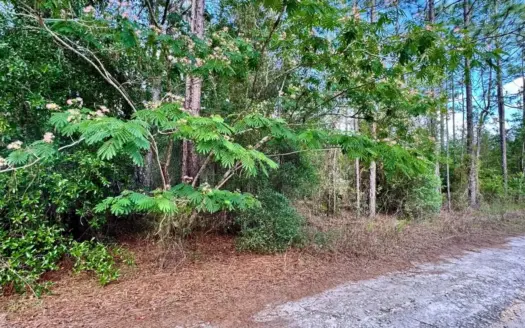 Affordable Lot In Bronson, Florida