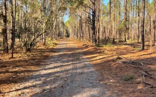 Jasper / Lowcountry Hunting / Recreational Land