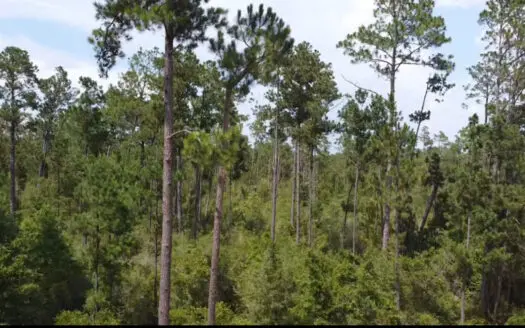 Raw Land – Paradise Near McCormick Lake!