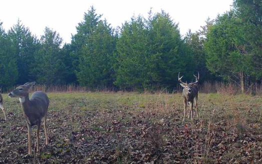 54 Acres of Prime Hunting Land in Texas County, MO