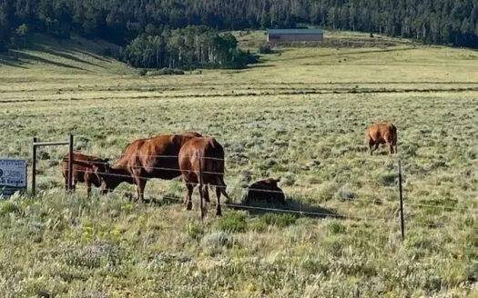 Large Agricultural Lot for Sale in Westcliffe Colorado