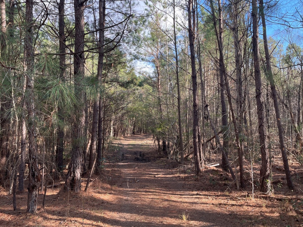 Timberland for sale Eastern North Carolina, Hunting Property