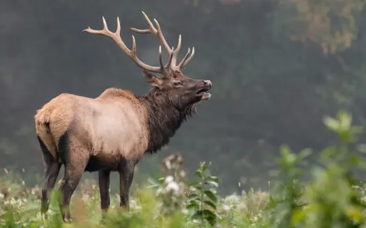 Colorado Elk