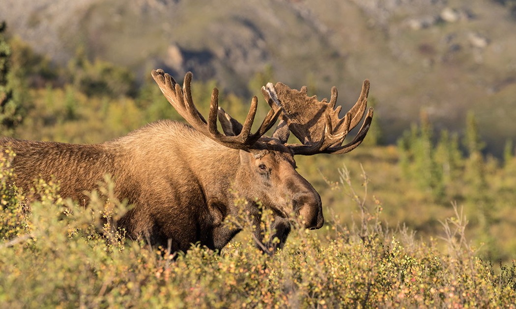 Big Game Draw States - Alaska Moose Hunt