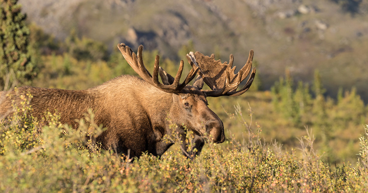 Big Game Draw States - Alaska Moose Hunt