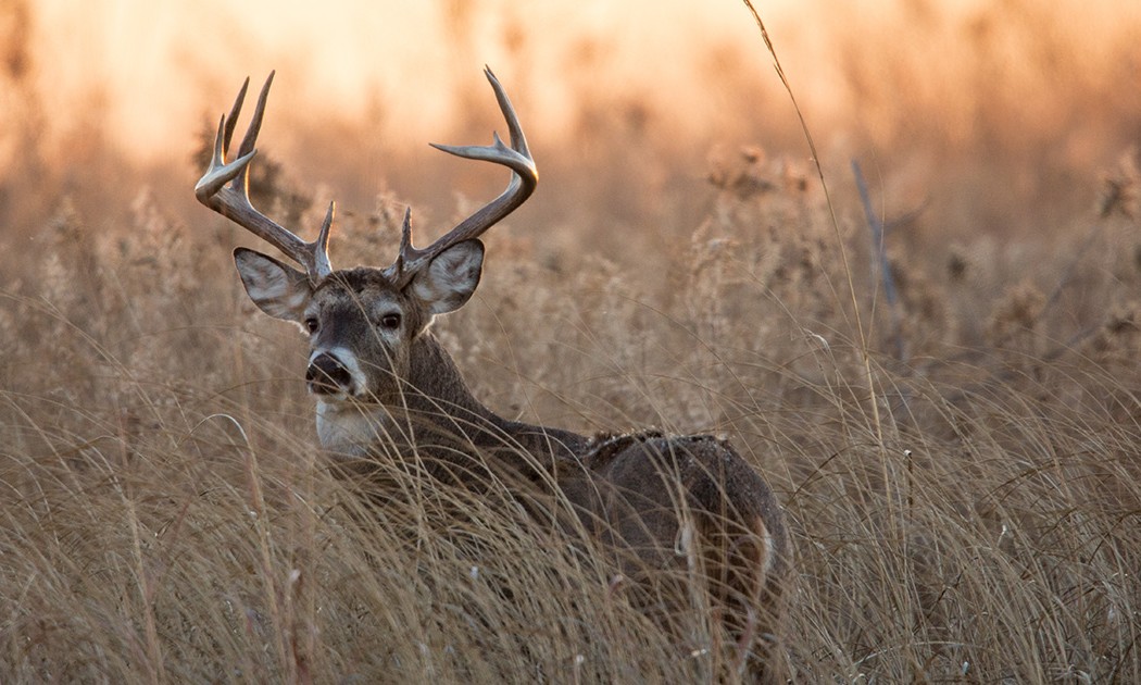 Preparing for a successful hunting season.