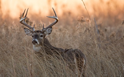 Preparing for a successful hunting season.