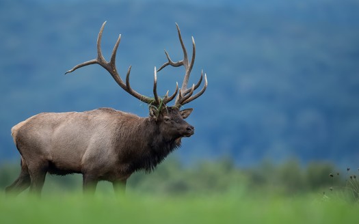 Hunting Elk in United States