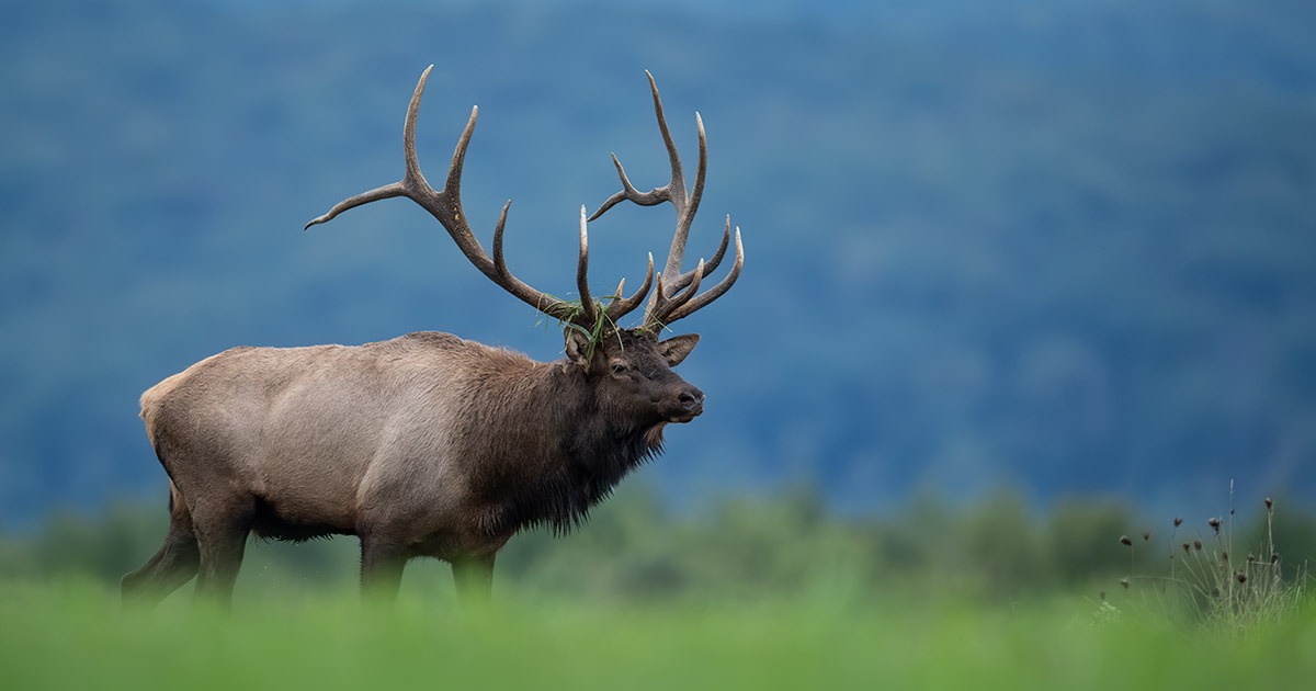 Hunting Elk in United States