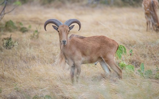 Aoudad