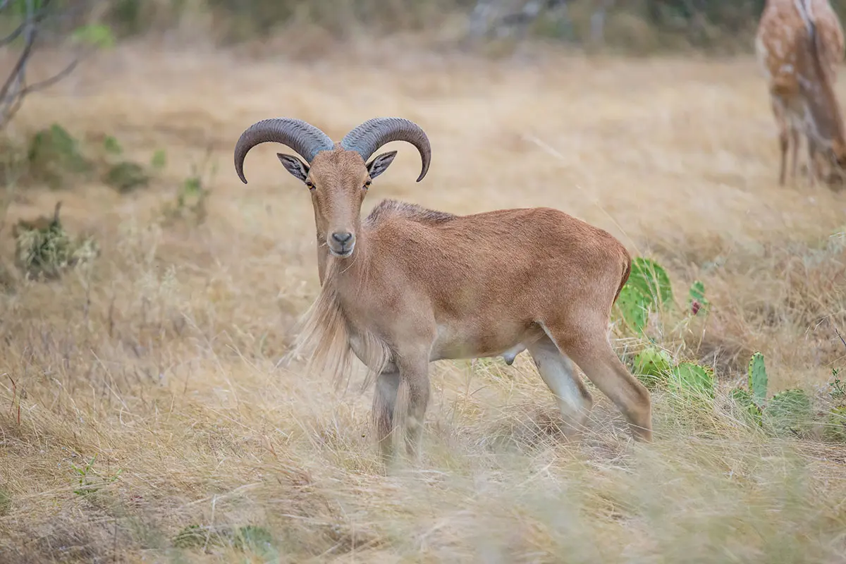 Aoudad