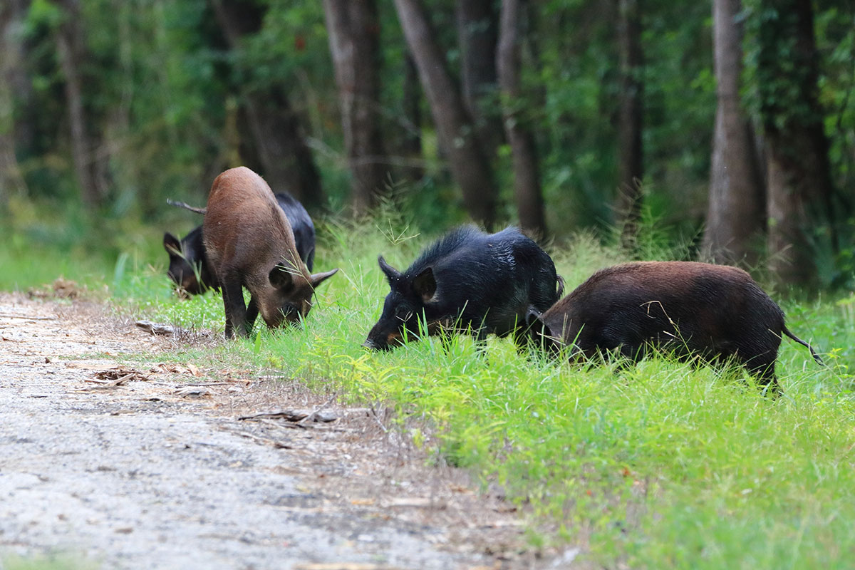 Feral Hogs in Texas