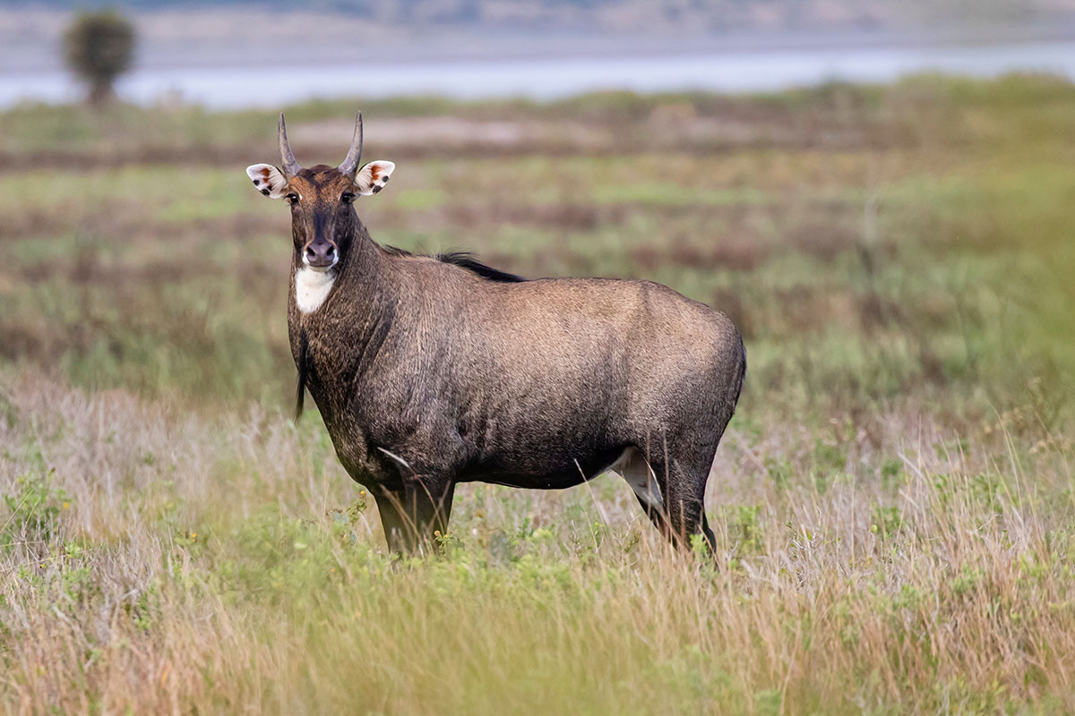 Nilgai Antelope