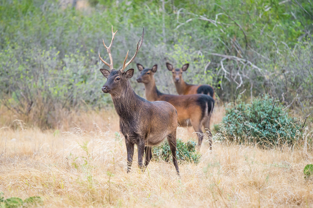 Sika Deer