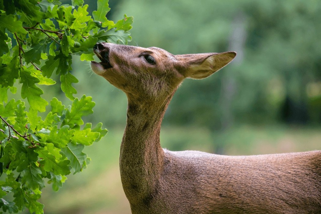 Doe eating from oak tree