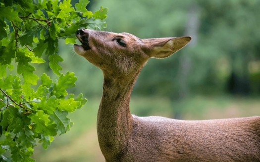 Doe eating from oak tree