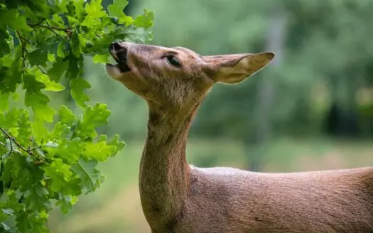 Doe eating from oak tree