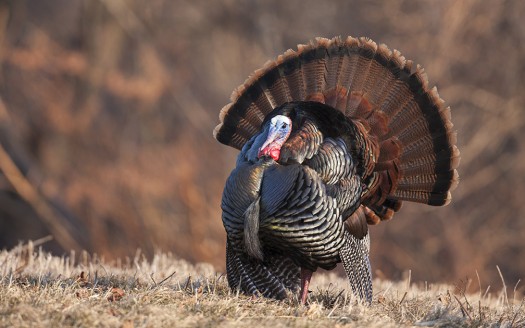 Best Places to Hunt Turkey
